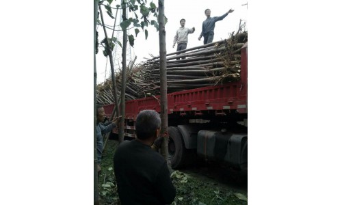 楸樹裝車外運 (1)
