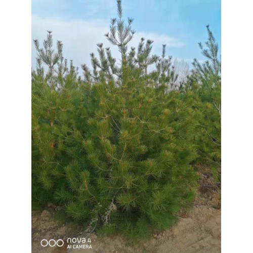 3白皮松價格；雯森苗木；供應1米-6米白皮松