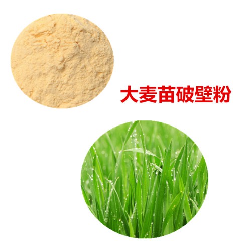 大麥苗破壁粉  大麥苗提取物  大麥苗粉  大麥苗浸膏